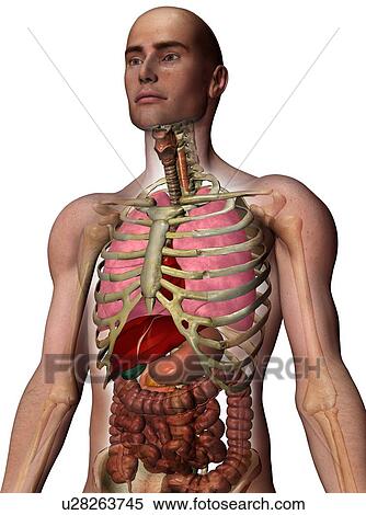 Stock Photography - Digitally generated image of inner human organs. Fotosearch