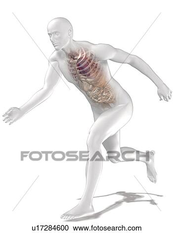 Digitally generated image of running human representation with inner human organs visible View Large Photo Image Stock Image - Digitally generated image of running human representation with inner human organs visible. Fotosearch