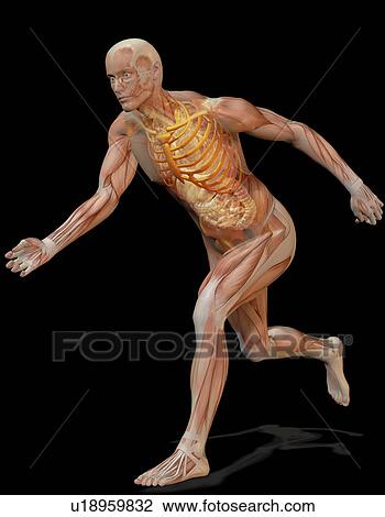 Digitally generated image of running human representation with inner human muscle visible View Large Photo Image Stock Image - Digitally generated image of running human representation with inner human muscle visible. Fotosearch