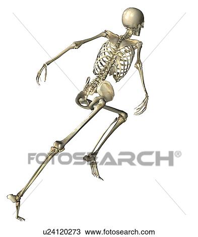 Digitally generated image of running human skeleton View Large Photo Image Stock Image - Digitally generated image of running human skeleton. Fotosearch