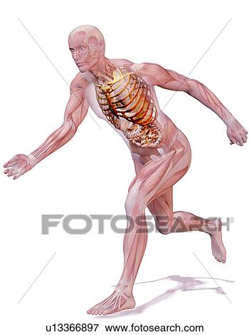 Digitally generated image of running human representation with inner human muscle visible View Large Photo Image Stock Photo - Digitally generated image of running human representation with inner human muscle visible. Fotosearch