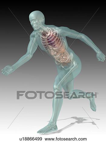 Stock Photo - Digitally generated image of running human representation with inner human organs visible. Fotosearch