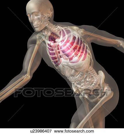 Stock Photo - Digitally generated image of running human representation with inner human organs visible. Fotosearch