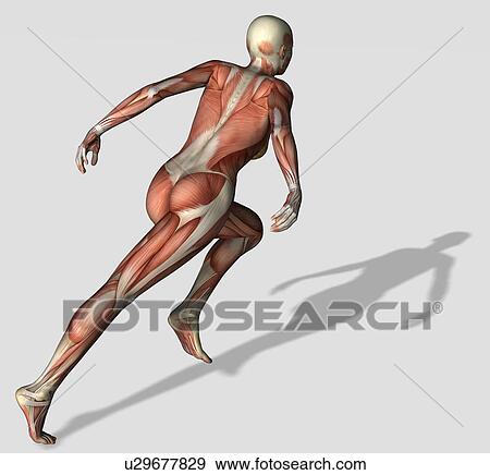 Digitally generated image of running human representation with human muscles visible View Large Photo Image Stock Photo - Digitally generated image of running human representation with human muscles visible. Fotosearch