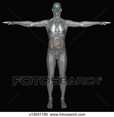 Digitally generated image of standing human representation with inner human organs visible View Large Photo Image Stock Photography - Digitally generated image of standing human representation with inner human organs visible. Fotosearch