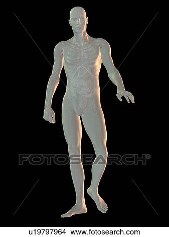 Digitally generated image of walking human representation with inner human organs visible View Large Photo Image Picture - Digitally generated image of walking human representation with inner human organs visible. Fotosearch