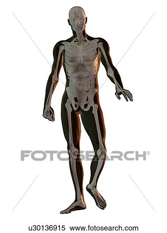 Stock Photography - Digitally generated image of walking human representation with human skeleton visible. Fotosearch