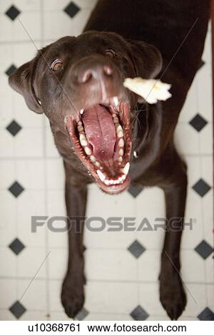 Stock Image - Dog yawning. Fotosearch