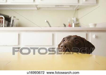 Stock Image - Dog's head emerging from beneath table. Fotosearch