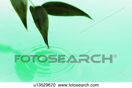 Droplet falling from green leaf into water View Large Photo Image Stock Image - Droplet falling from green leaf into water. Fotosearch