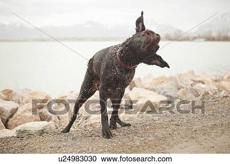 Stock Image - Female dog shaking off water as she emerges form lake. Fotosearch