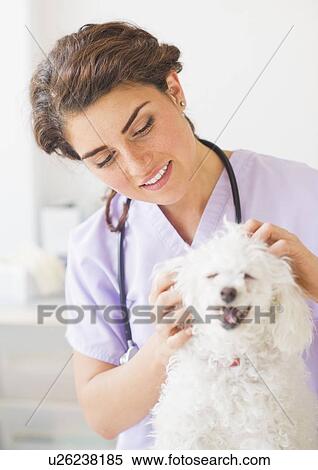 Female veterinarian with dog View Large Photo Image Stock Photography - Female veterinarian with dog. Fotosearch