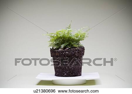 Fern without flower-pot View Large Photo Image Stock Photograph - Fern without flower-pot. Fotosearch