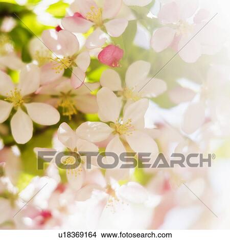 Flower blossoms View Large Photo Image Picture - Flower blossoms. Fotosearch