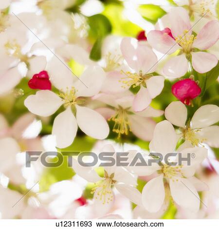 Flower blossoms View Large Photo Image Stock Image - Flower blossoms. Fotosearch
