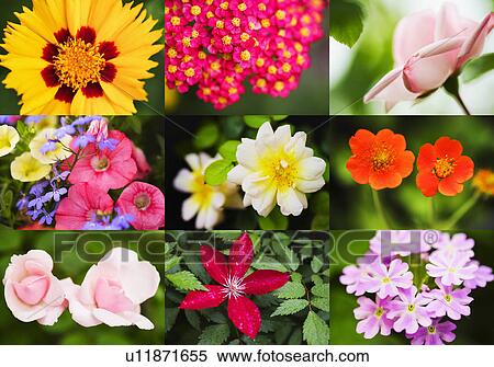 Stock Photography - Flower montage. Fotosearch