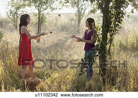 France, Picardie, Albert, Young women picking apples View Large Photo Image Stock Image - France, Picardie, Albert, Young women picking apples. Fotosearch