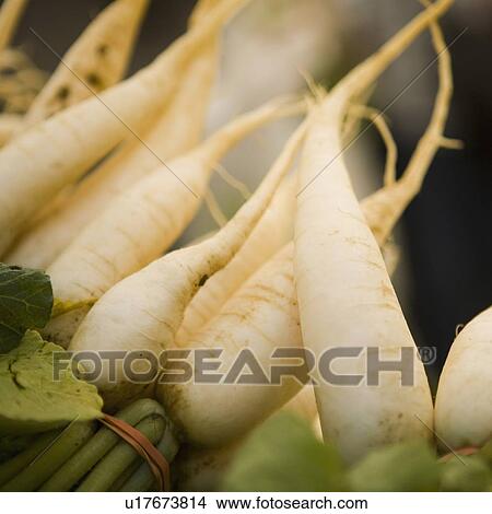 Picture - Fresh radish. Fotosearch