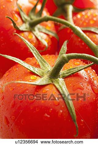 Picture - Fresh tomatoes with water drops. Fotosearch
