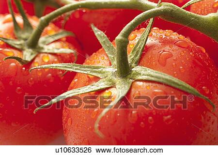Fresh tomatoes with water drops View Large Photo Image Stock Photograph - Fresh tomatoes with water drops. Fotosearch