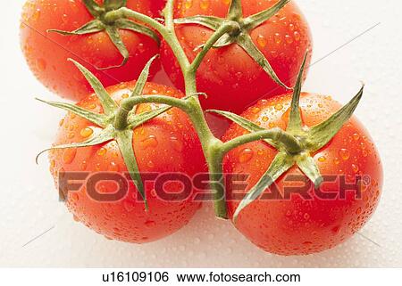Stock Photograph - Fresh tomatoes with water drops. Fotosearch
