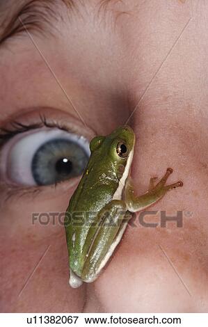 Stock Photo - Green frog sitting on face of terrified girl (12-13). Fotosearch