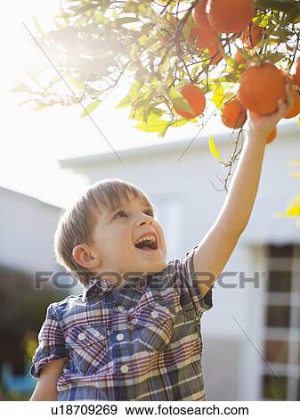 Stock Photo - Happy young boy (6-7) reaching for fresh orange. Fotosearch