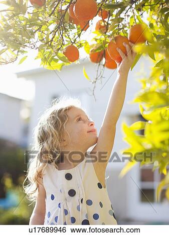 Stock Photograph - Happy young girl (4-5) reaching for fresh orange. Fotosearch
