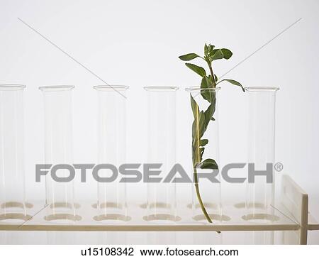 Stock Image - Herb in test tube. Fotosearch