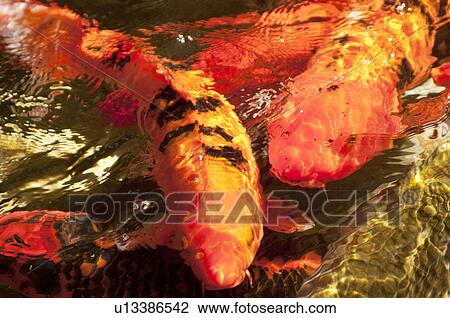 Japanese carps swimming in pond View Large Photo Image Stock Image - Japanese carps swimming in pond. Fotosearch