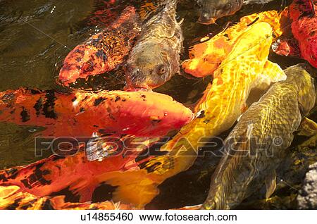 Japanese carps swimming in pond View Large Photo Image Stock Image - Japanese carps swimming in pond. Fotosearch