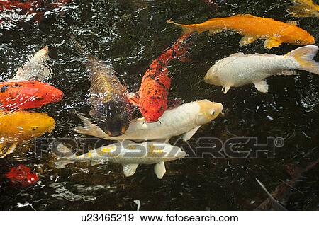 Japanese carps swimming in pond View Large Photo Image Stock Photo - Japanese carps swimming in pond. Fotosearch