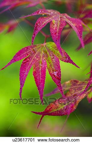 Japanese Maple leaf View Large Photo Image Stock Image - Japanese Maple leaf. Fotosearch