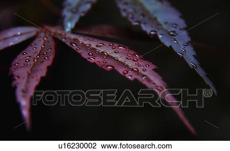 Stock Image - Japanese Maple leaves. Fotosearch