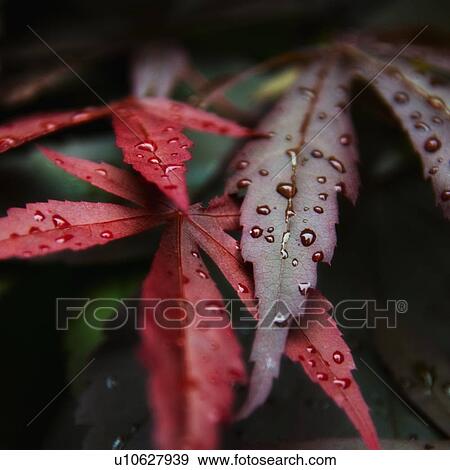 Stock Photo - Japanese Maple leaves. Fotosearch