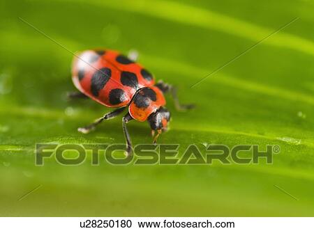 Stock Image - Ladybug on leaf. Fotosearch