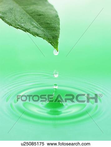 Leaf with green droplet View Large Photo Image Stock Photography - Leaf with green droplet. Fotosearch