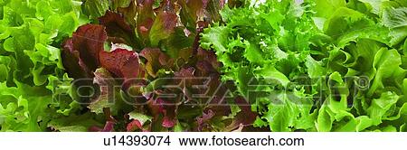 Lettuce leaves View Large Photo Image Picture - Lettuce leaves. Fotosearch