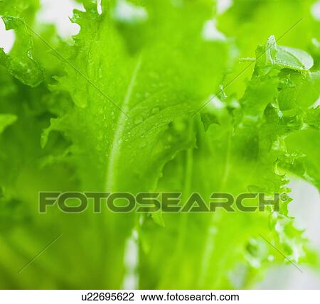 Stock Image - Lettuce leaves. Fotosearch