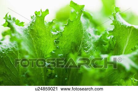 Stock Image - Lettuce leaves. Fotosearch