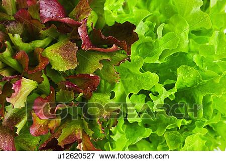 Stock Photo - Lettuce leaves. Fotosearch