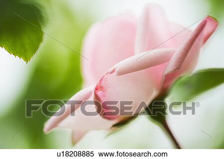 Stock Photography - Pale pink rose. Fotosearch