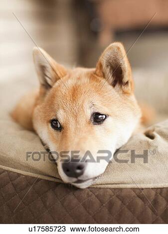 Portrait of dog lying on sofa View Large Photo Image Stock Image - Portrait of dog lying on sofa. Fotosearch