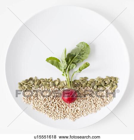 Radish and seeds on plate, studio shot View Large Photo Image Stock Photo - Radish and seeds on plate, studio shot. Fotosearch