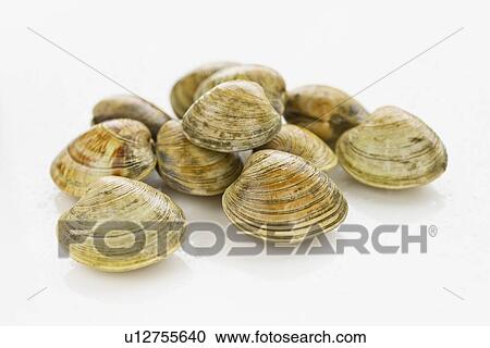 Stock Image - Shellfish. Fotosearch