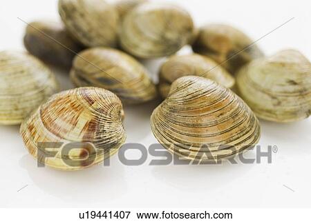 Stock Photo - Shellfish. Fotosearch
