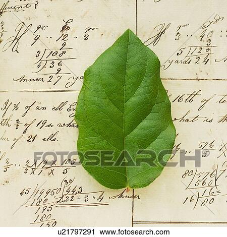 Spreadsheet with green leaf View Large Photo Image Stock Image - Spreadsheet with green leaf. Fotosearch