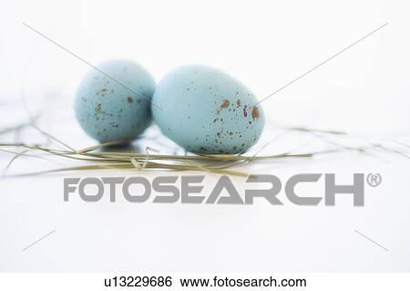 Stock Photograph - Studio shot of blue eggs. Fotosearch
