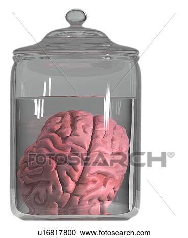 Stock Image - Studio shot of brain in decanter. Fotosearch