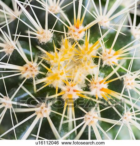 Stock Photograph - Studio shot of cactus. Fotosearch